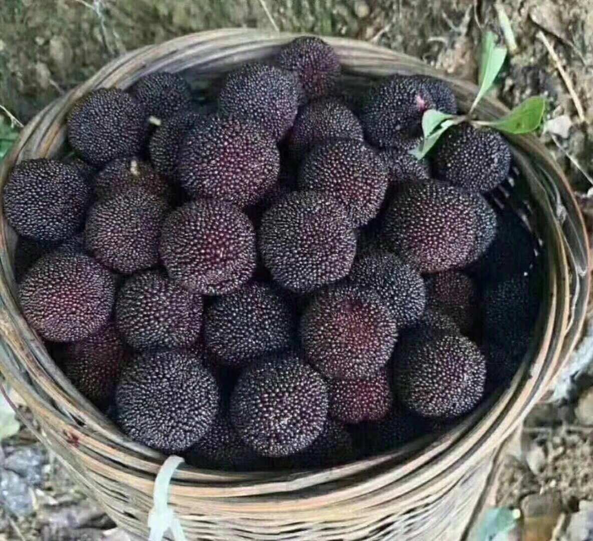 余姚慈溪楊梅提貨系統(tǒng)